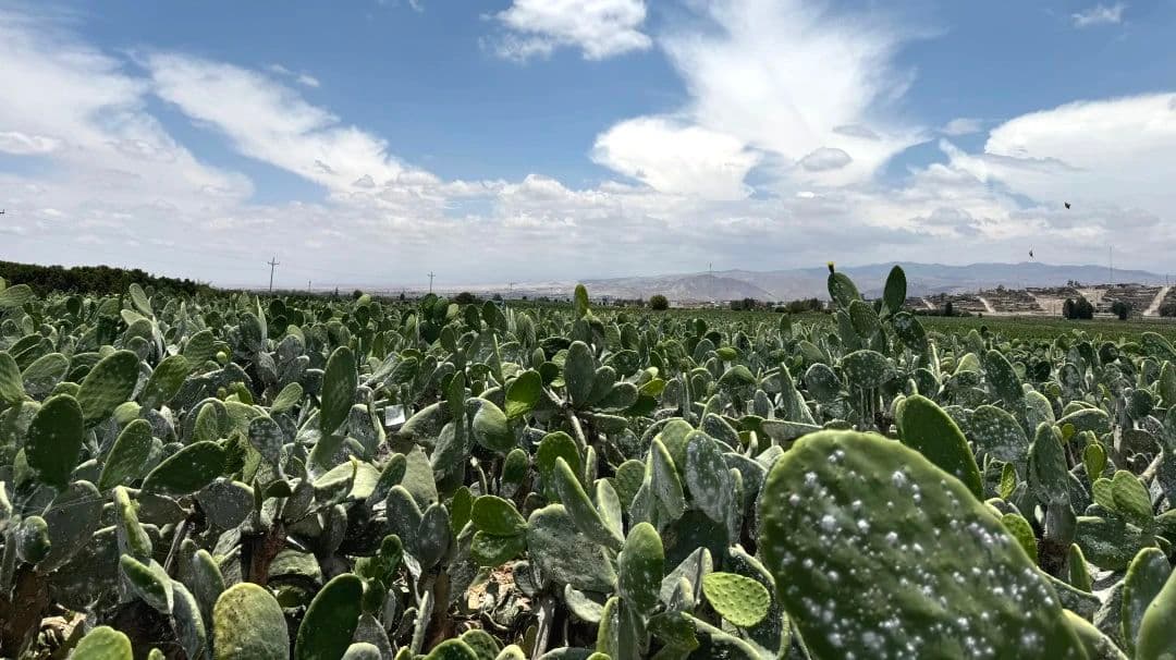 Campos de nopal con cochinilla en Tacna, Perú