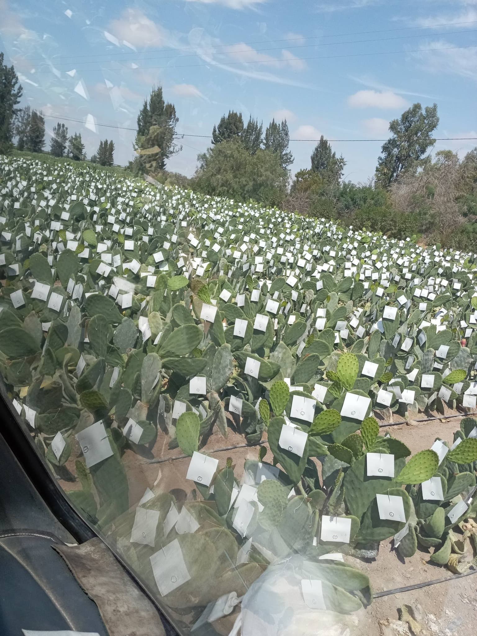 Campos de cochinilla